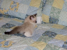 baby teddie