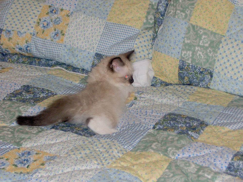 baby teddie