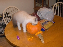 Halloween Ted