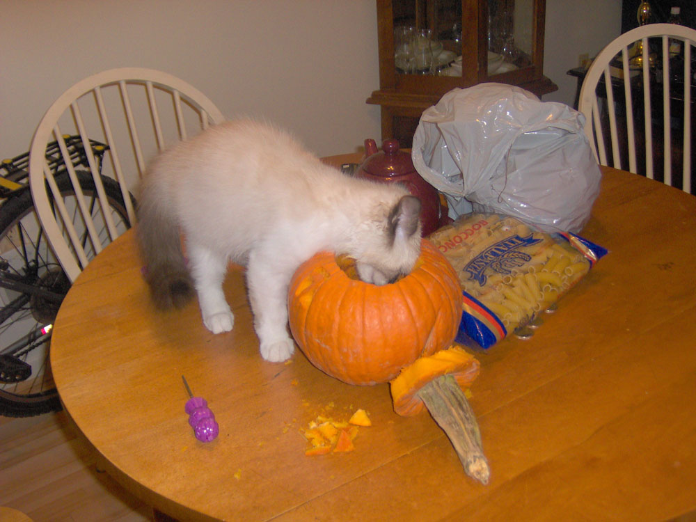 Halloween Ted