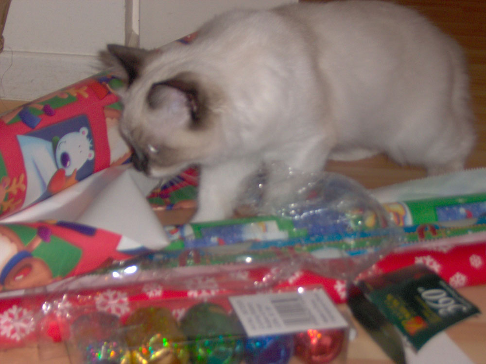 christmas teddie