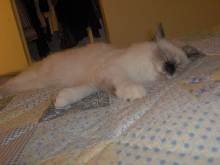 dreamin kitty dreams