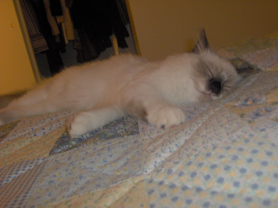 dreamin kitty dreams