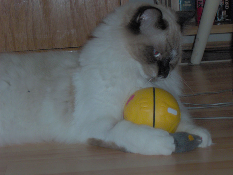 wiggle ball play