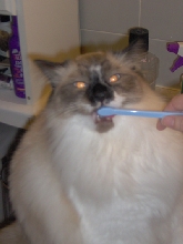 bwushin my teef