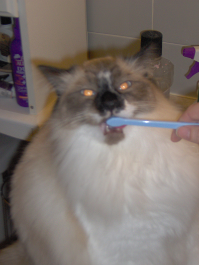 bwushin my teef