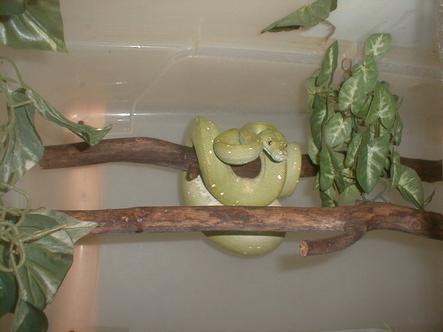biak