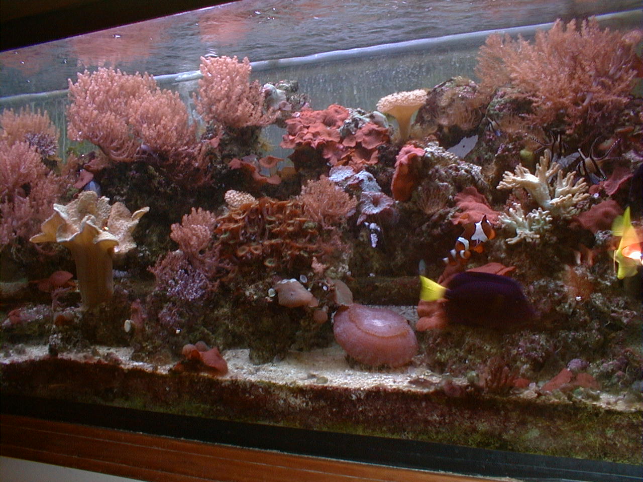 reef tank