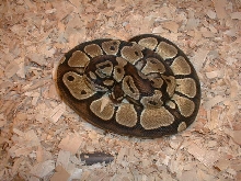 interesting female ball