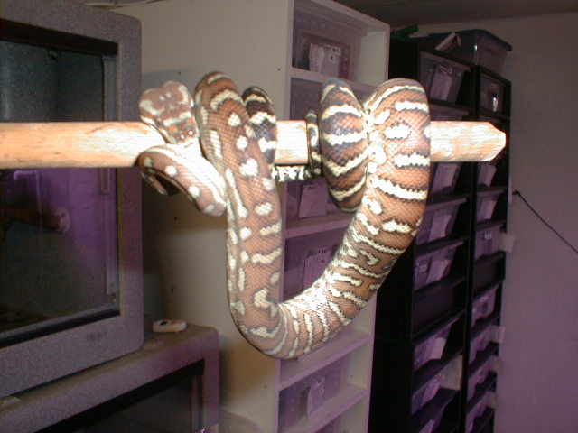 Bredili