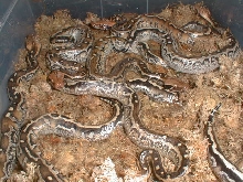 Marble babies