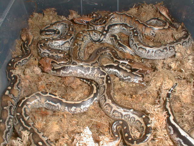 Marble babies