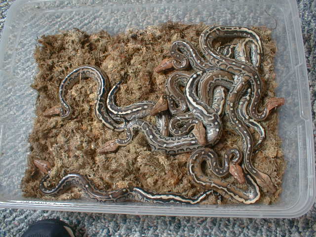marble babies