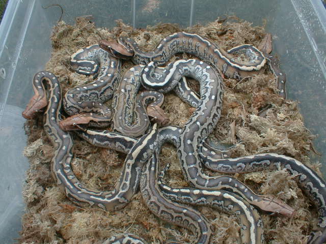 marble babies