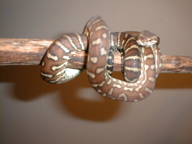 Bredili