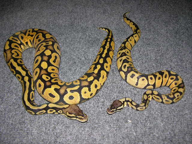 female pastels