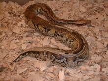 marble borneo female