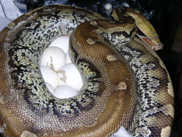 marble eggs