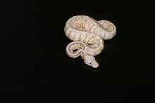 killer pewter bee