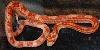 albino mot