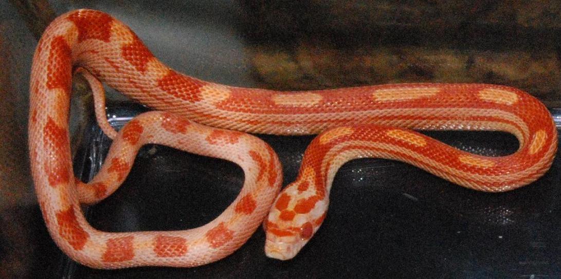 albino mot