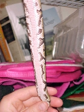baja under/tail side