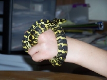 barbie the jungle carpet python