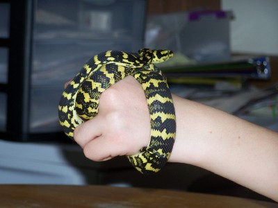 barbie the jungle carpet python