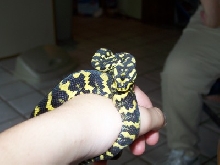 jungle carpet python