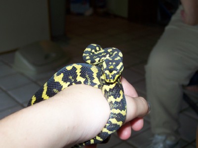 jungle carpet python