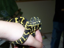 jungle carpet python