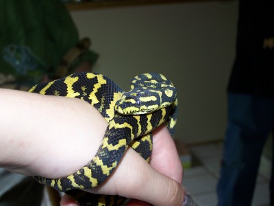 jungle carpet python