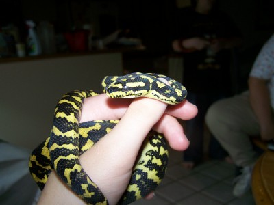 jungle carpet python