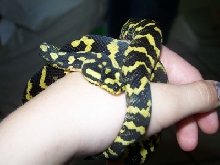 jungle carpet python