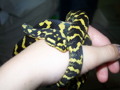 jungle carpet python