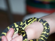 jungle carpet python