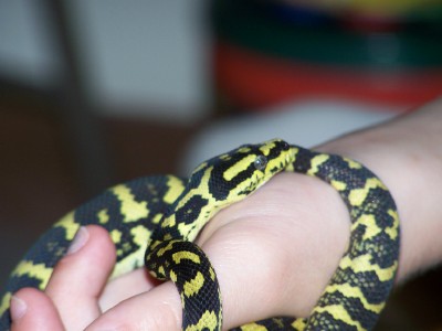 jungle carpet python