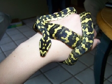 jungle carpet python