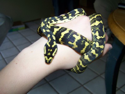 jungle carpet python