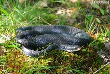 Black Racer
