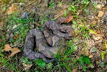 Northern Copperhead