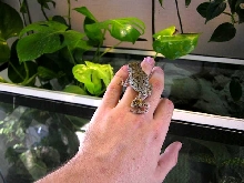 Gray Tree Frog