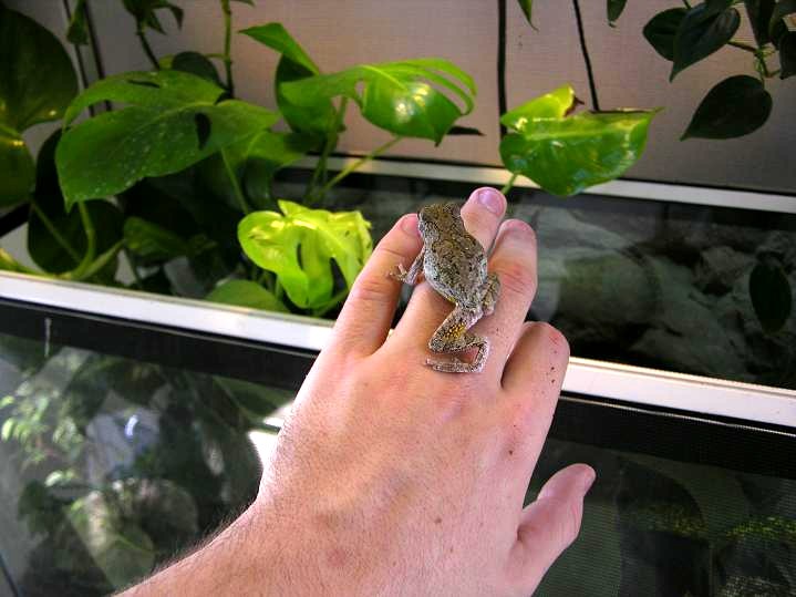 Gray Tree Frog
