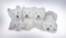 Reese Katie Taffy & Penny