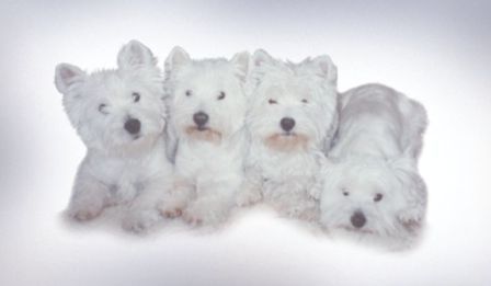 Reese Katie Taffy & Penny