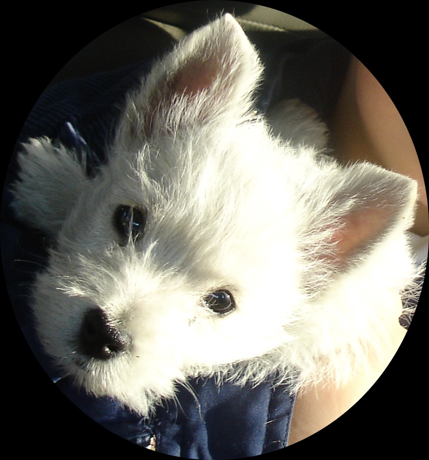 Chloe's puppy