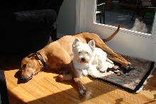 Daisy & Chloe