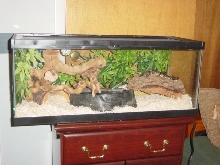 snake1