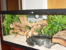 snake2
