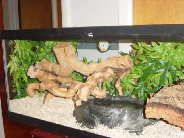 snake2